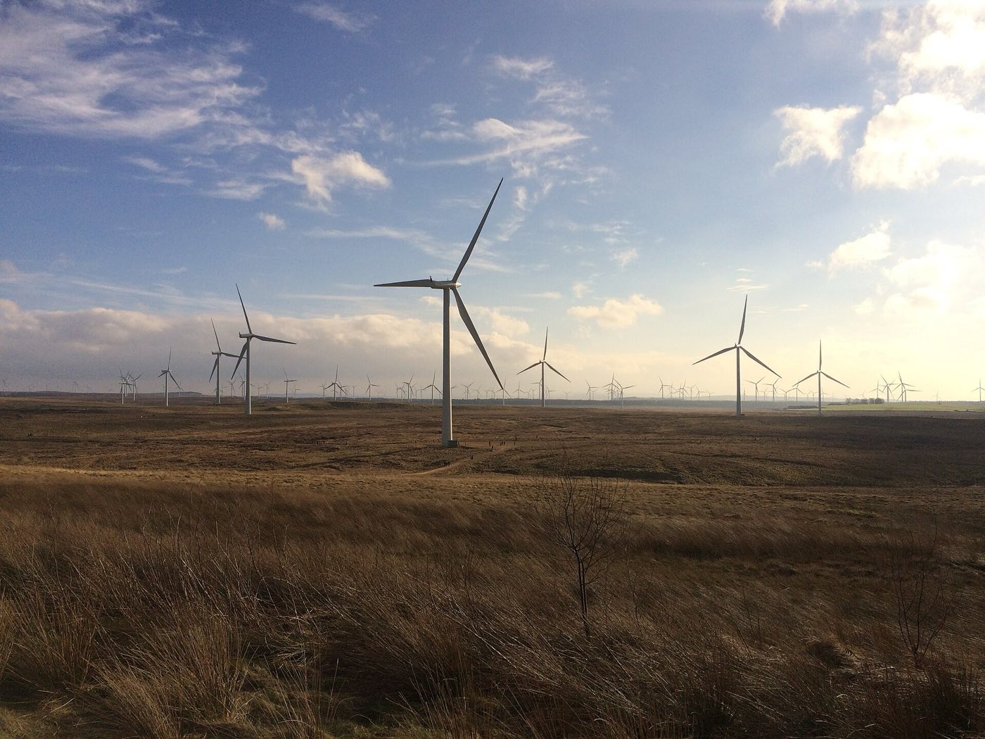 A wind farm
